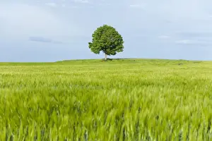 One Tree Prints: Solitary Lime tree -Tilia spp. - and wooden bench at a barley field, Bavaria, Germany