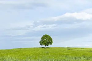 One Tree Prints: Solitary Lime tree -Tilia spp. - and wooden bench at a barley field, Bavaria, Germany