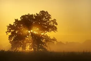 Oaks Collection: Solitary oak tree in the sunrise on the Elbe meadows, Middle Elbe Biosphere Reserve near Dessau