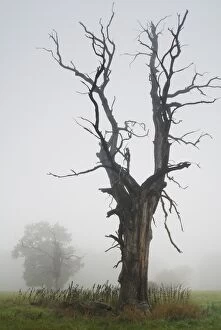 Solitary oak trees in the fog, Middle Elbe Biosphere Reserve, Saxony-Anhalt, Germany, Europe