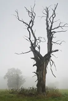 Saxony Anhalt Prints: Solitary oak trees in the fog, Middle Elbe Biosphere Reserve