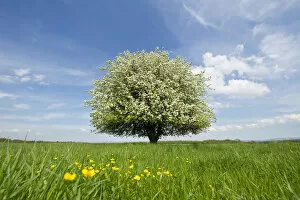 Images Dated 15th May 2013: Solitary Pear Tree -Pyrus communis- in blossom on a meadow, Thuringia, Germany