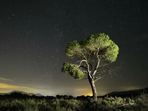 Images Dated 18th September 2015: Solitary pine in the mountain a starry night