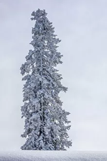 Images Dated 6th February 2013: Solitary pine tree with hoarfrost in winter, Brixen im Thale, Brixen Valley, Tyrol, Austria