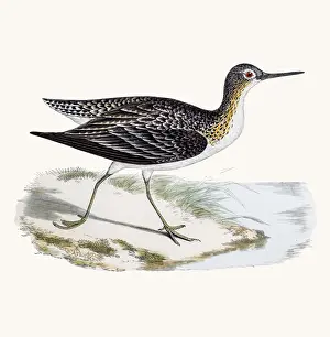 White Meat Prints: Solitary sandpiper shorebird