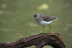 Images Dated 9th May 2014: Solitary Sandpiper in spring