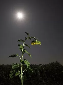 Images Dated 6th September 2014: Solitary sunflower one night with the full moon