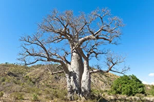 Treetop Gallery: Solitary thick Baobab tree -Adansonia digitata- with strong branches, near Tulear or Toliara