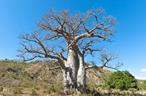 Blue Sky Prints: Solitary thick Baobab tree -Adansonia digitata- with strong branches