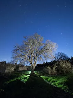 Images Dated 27th November 2015: Solitary tree in the country in the night, illuminated by the full moon
