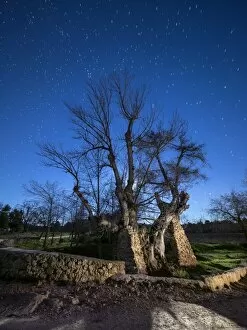 Grass Area Collection: Solitary tree in the country in the night, illuminated by the full moon