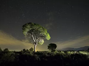 Images Dated 19th September 2015: Solitary tree with crepuscular light and stars