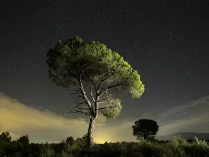Images Dated 18th September 2015: Solitary tree with crepuscular light and stars