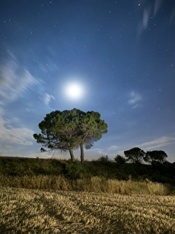 Images Dated 24th July 2015: Solitary tree in the mountain in the night, illuminated by the full moon