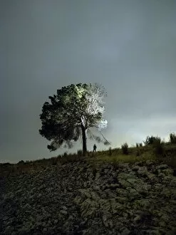 Images Dated 11th June 2016: Solitary tree in the mountain in the night, illuminated by the full moon