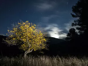 Images Dated 30th October 2015: Solitary tree in the mountain in the night, illuminated by the full moon