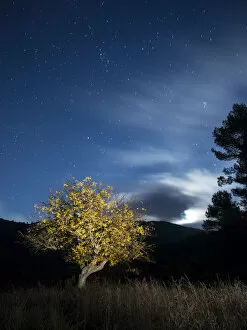 Images Dated 30th October 2015: Solitary tree in the mountain in the night, illuminated by the full moon