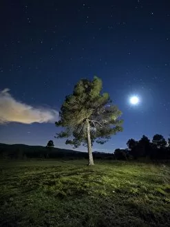 Images Dated 20th November 2015: Solitary tree in the mountain in the night, illuminated by the full moon