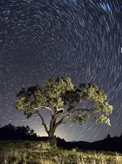 Infinity Prints: Solitary tree in the mountain under the stars