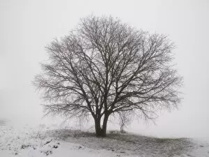Images Dated 28th February 2013: Solitary tree with snow and fog