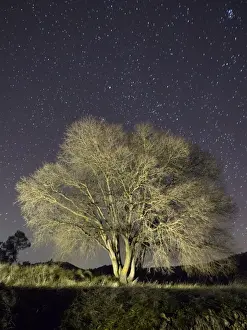 Jose A Bernat Bacete Prints: Solitary tree in winter, a night of stars