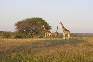 Solitude Gallery: solitude, animal behavior, animals in the wild, attraction, blue sky, carefree, color