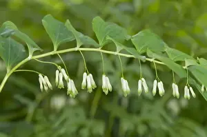 Solomons Seal, Davids Harp or Ladder-to-heaven -Polygonatum multiflorum-, Geneva, Genf, Switzerland