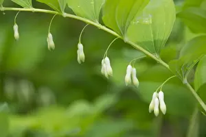 Thueringen Prints: Solomons Seal or Eurasian Solomons Seal -Polygonatum multiflorum