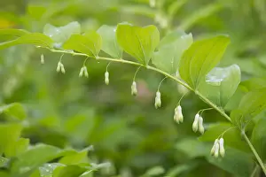 Thuringia Prints: Solomons Seal or Eurasian Solomons Seal -Polygonatum multiflorum