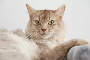 Somali cat, sorrel-silver, lying