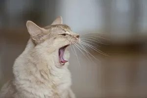 Images Dated 7th August 2011: Somali cat, sorrel-silver, portrait, yawning