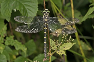 Images Dated 8th August 2012: Sombre Goldenring -Cordulegaster bidentatus-, Untergroeningen, Baden-Wuerttemberg, Germany, Europe