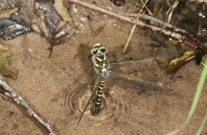 Anisoptera Prints: Sombre Goldenring -Cordulegaster bidentatus- laying eggs on the shore of a forest stream