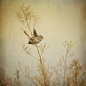 Adobe Collection: Song sparrow