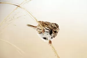 Images Dated 25th January 2014: Song sparrow in winter grassland habitat