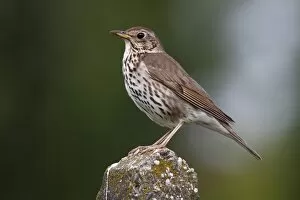 Images Dated 27th June 2011: Song Thrush -Turdus philomelos-, perched on stone pillar, Lake Neusiedl, Burgenland, Austria, Europe