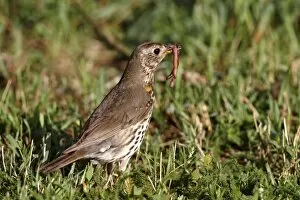 Images Dated 24th June 2011: Song Thrush -Turdus philomelos- with earthworm in beak, Lake Neusiedl, Burgenland, Austria, Europe