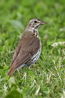 Burgenland Prints: Song Thrush -Turdus philomelos- standing on a mown lawn
