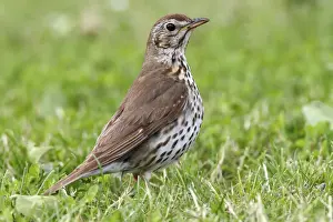 Passeriformes Prints: Song Thrush -Turdus philomelos- standing on a mown lawn