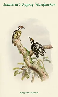 Beaks Prints: Sonnerat's Pygmy Woodpecker