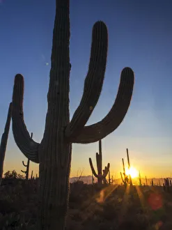 Images Dated 21st November 2012: Sonoran Desert and Saguaro Catus of Saguaro National Park, Arizona, USA