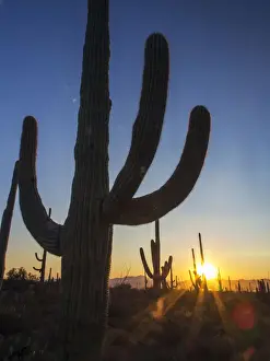 Sonoran Desert and Saguaro Catus of Saguaro National Park, Arizona, USA