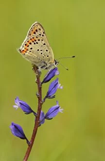 Images Dated 18th May 2010: Sooty copper butterfly -Lycaena tityrus- on common milkwort -Polygala vulgaris-