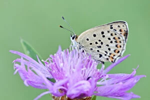 Butterfly Insect Gallery: Sooty Copper -Lycaena tityrus- on Brown Knapweed -Centaurea jacea-, Hessen, Germany