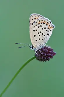 Sooty Copper -Lycaena tityrus- on Great Burnet -Sanguisorba officinalis-, Hessen, Germany