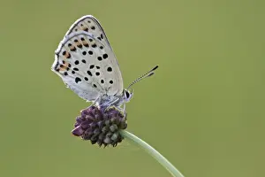 Lycaenidae Prints: Sooty Copper -Lycaena tityrus- on Great Burnet -Sanguisorba officinalis-, Hessen, Germany