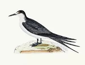 Bird Lithographs Collection: Sooty tern