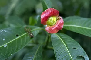 Sore-mouth bush -Psychotria poeppigiana, Cephalis tomentosa-, Monteverde, Puntarenas Province, Costa Rica