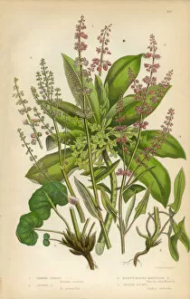 Images Dated 18th February 2016: Sorrel, Spurge, Laurel, Wood Sorrel, Buckwheat, Victorian Botanical Illustration