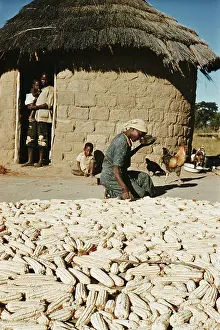 Chicken Prints: Sorting Groundnuts